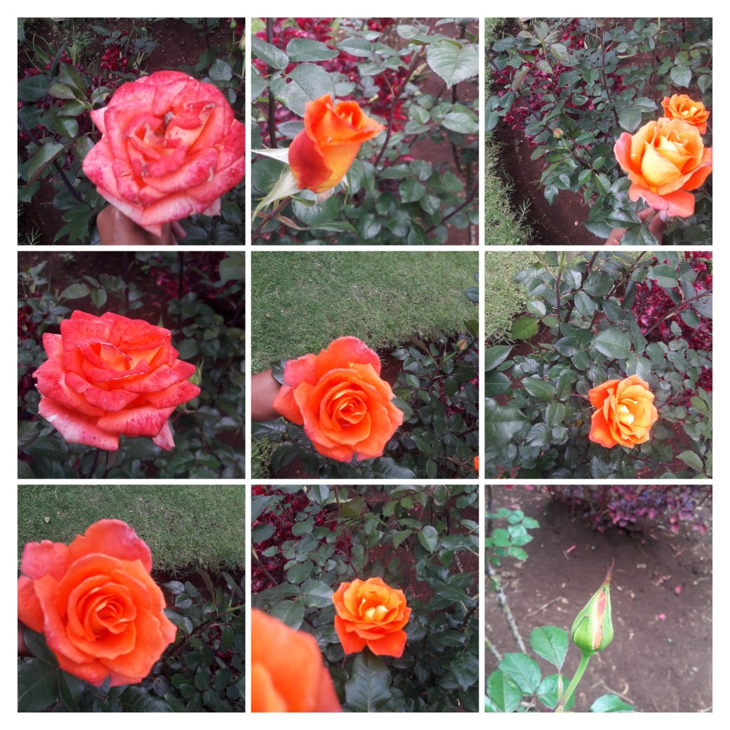 20200415_122543-COLLAGE